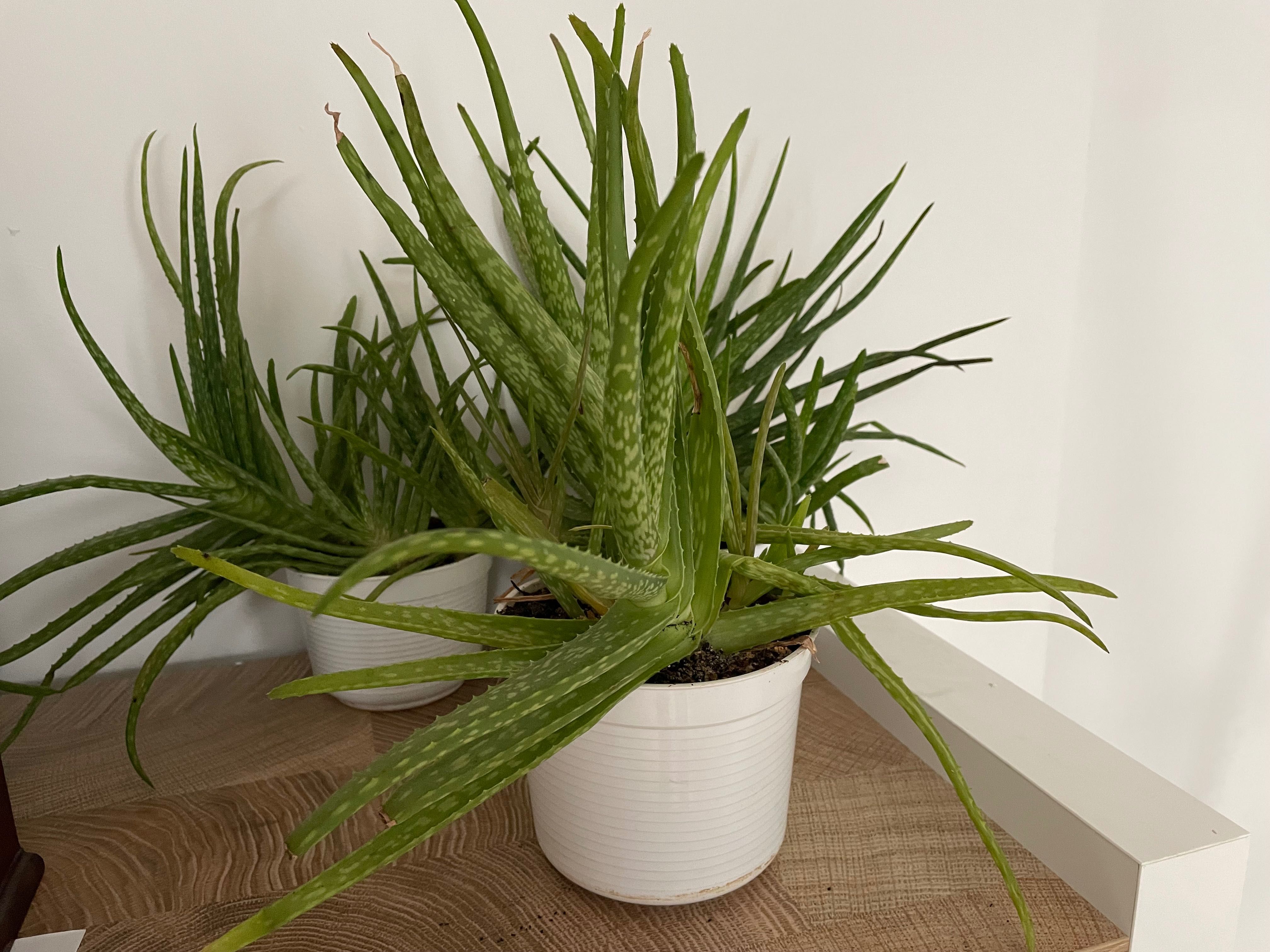 Aloes kwiatek roślina