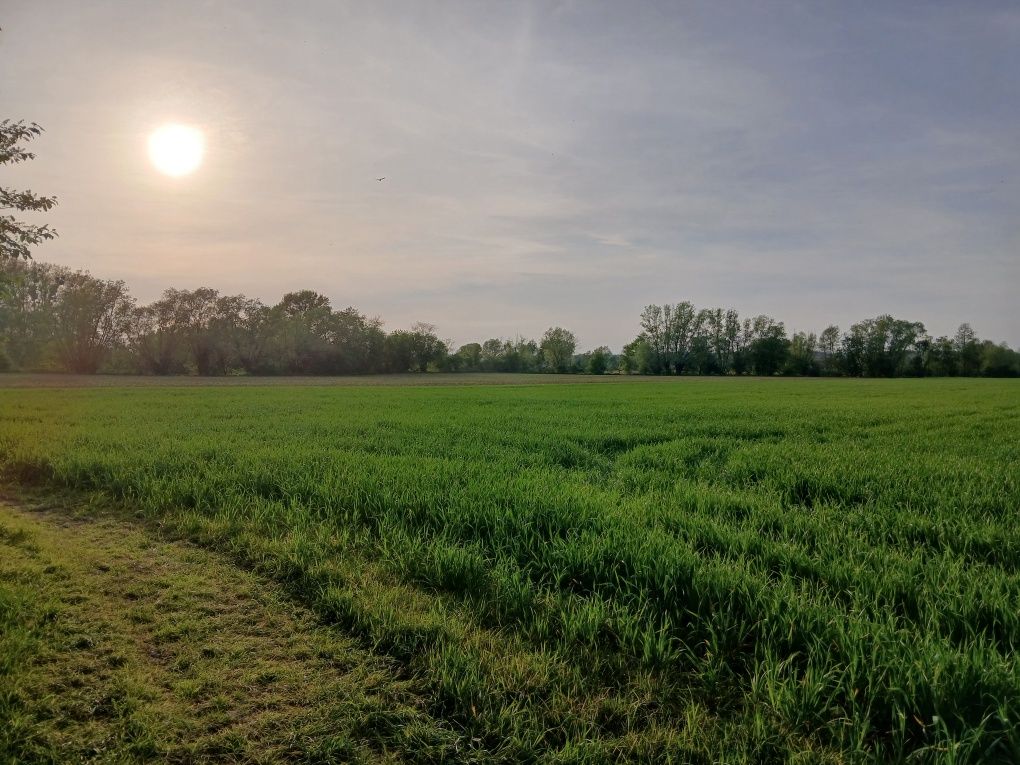 Sprzedam ziemię rolna klasy II i IIIa