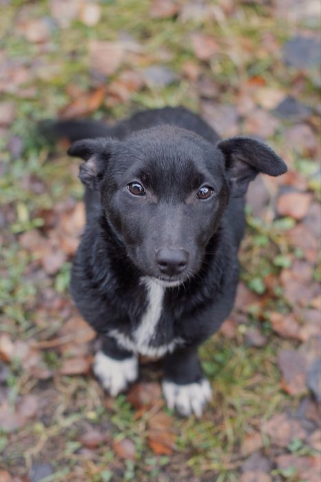 ЦУЦЕНЯ на коротких лапках Трюфелька ШУКАЄ ДІМ