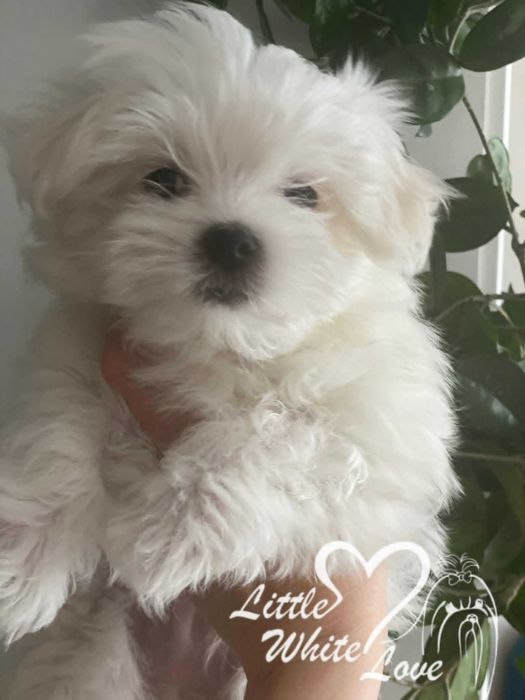 Maltańczyk piesek szczeniak