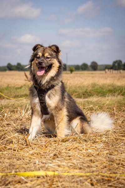 Mango miniaturka owczarka kaukaskiego szuka domku