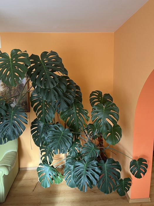 Monstera ogromna ponad 3m