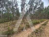 Terreno Industrial em Pinheiro da Bemposta