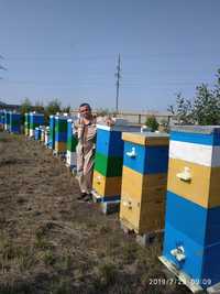 Бджолопакети. Бджоломатки, пчеломатки 2024