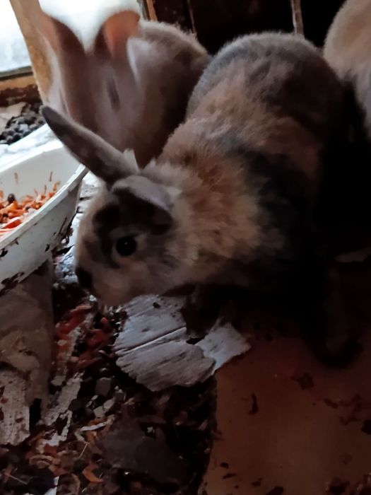 Продаємо Кролинят