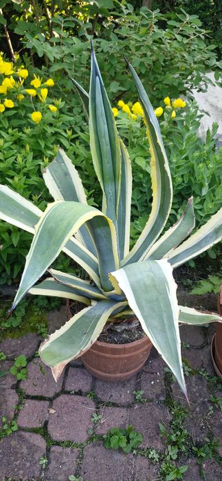 Agawa Amerykańska Paskowana duża