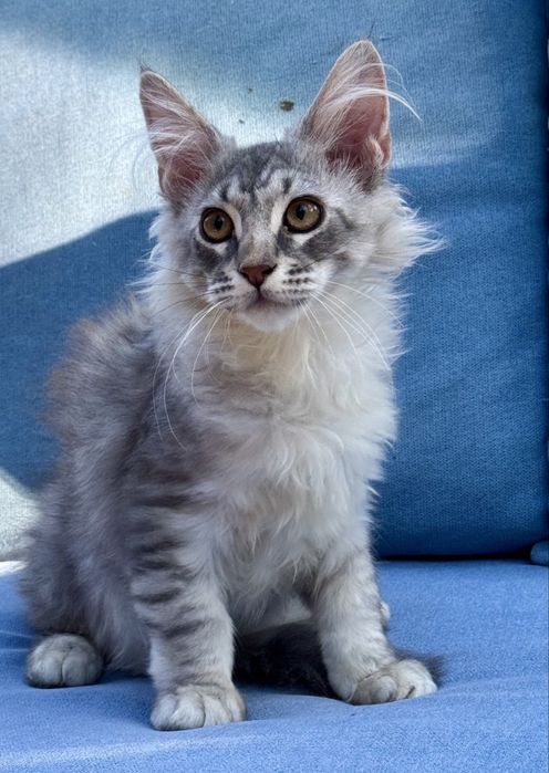 Мейн Кун гигант котенок