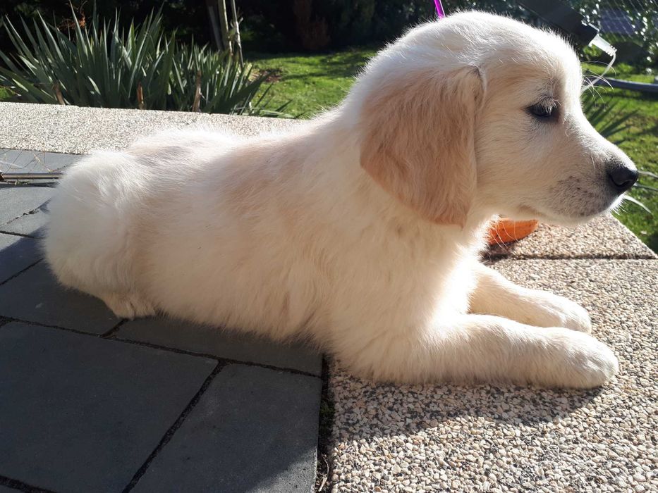Golden Retriever rasowa suczka