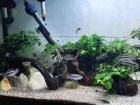 Kribensis Adultos