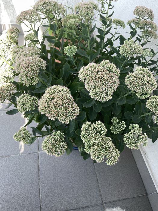 rozchodnik okazały  w donicy