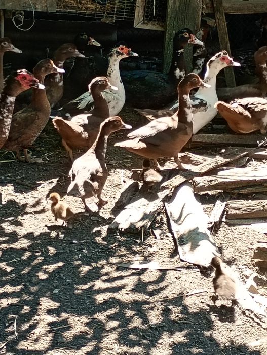 Качки     шипуни с. Карлівка