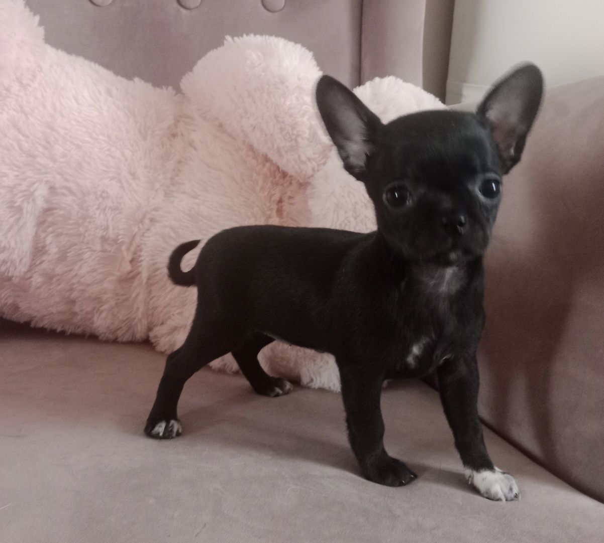 Czarna dziewczynka chihuahua