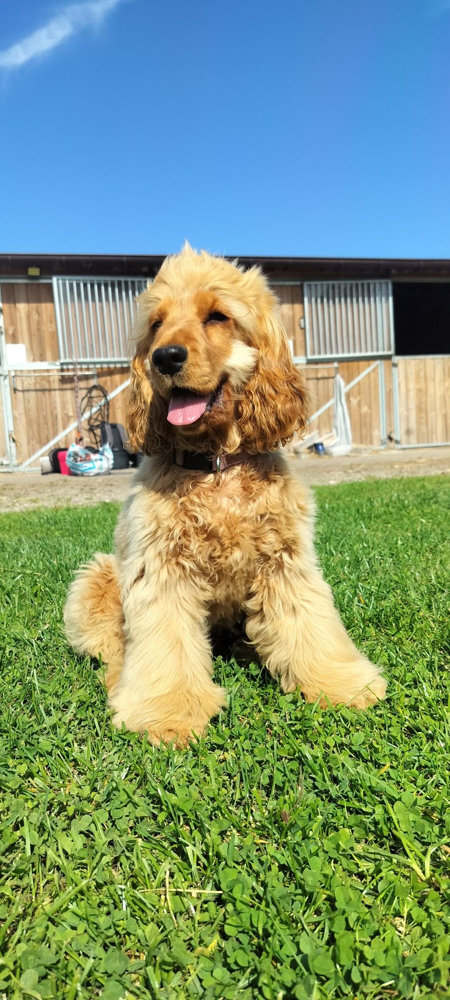 Cocker spaniel angielski - zapowiedz miotu