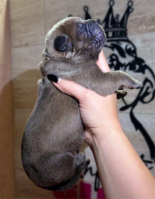 Infinity Glory Amazonian Lion! Шикарный , крупный кобель Кане Корсо