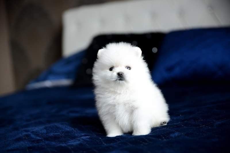 Pomeranian mini sunia biała
