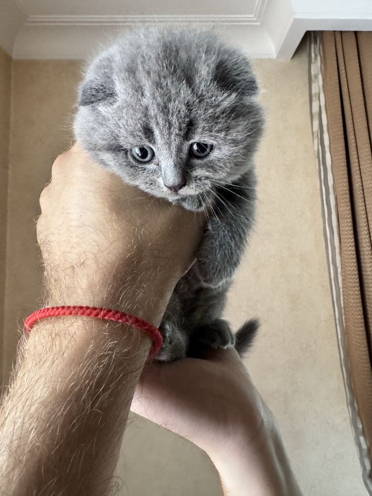 Шотландські кошенята (фолд і страйт)