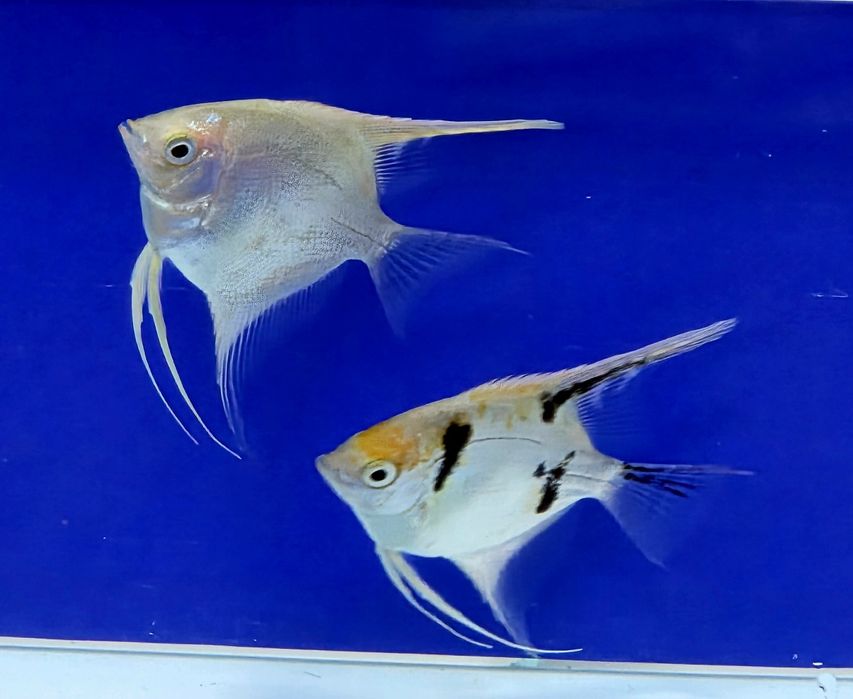 Скалярия, подростки