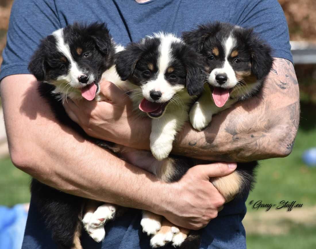 MAS. Miniaturowy Owczarek Amerykański, MINI Aussie suczka ZKwP/FCI