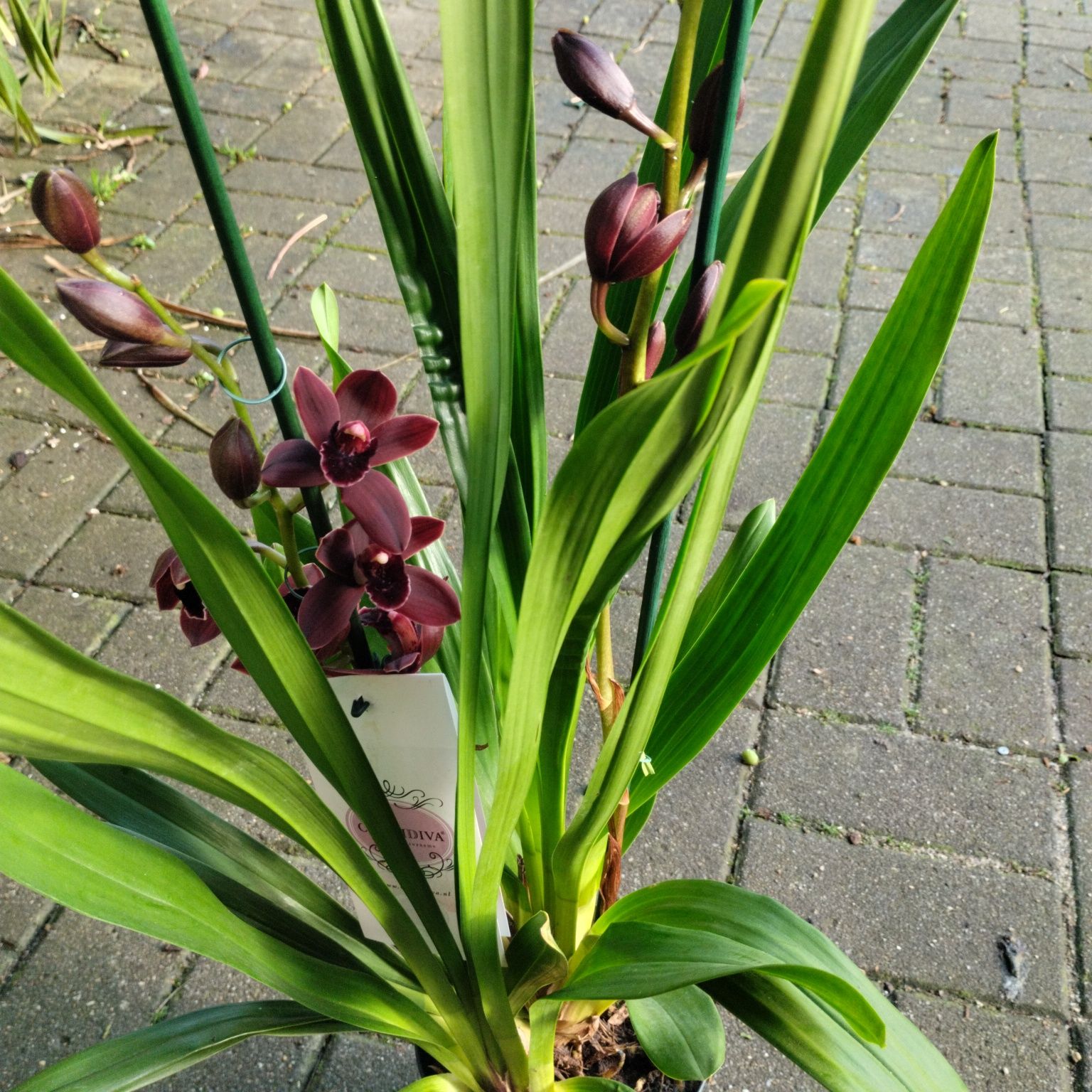 Vaso de orquidea