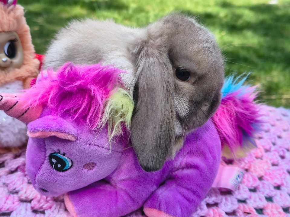 Baranek miniaturka / mini lop / karzełek baranek