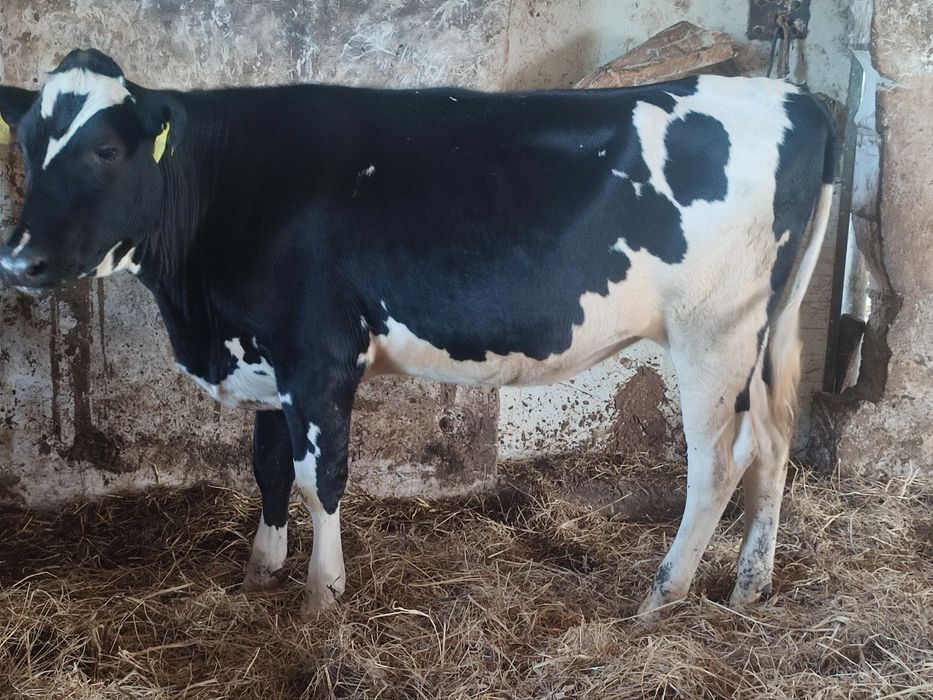 Jałówki hf w świetnej kondycji