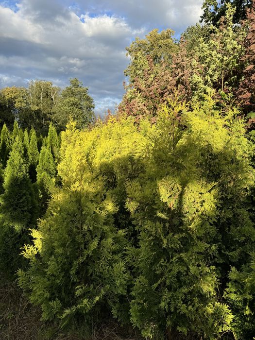 Tuja SUNKIST 200-300cm