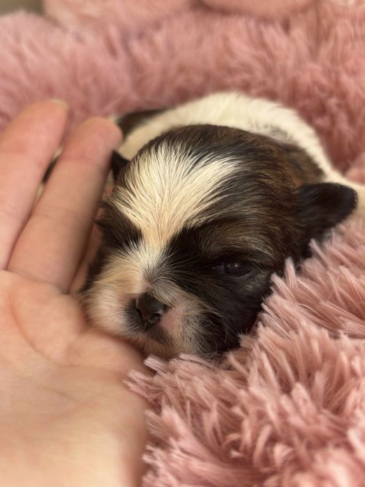 Piesek rasy shih tzu tricolor