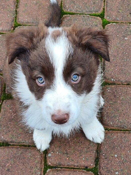 Border Collie piesek czekoladowo biały