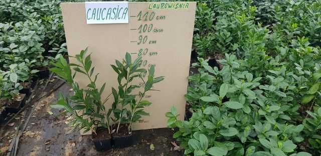 LETNIA PROMOCJA Laurowiśnia Novita 50-70 CM w doniczkach 1 litrowych