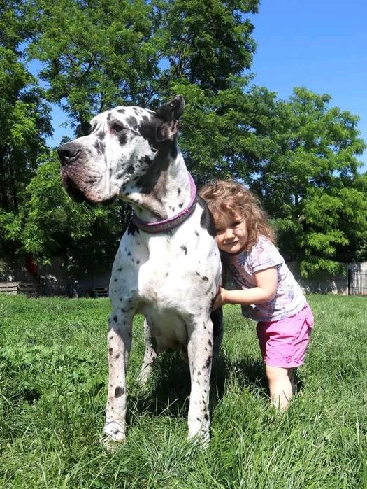 Dog niemiecki merle suczka Hodowla La Componella FCI ZKwP