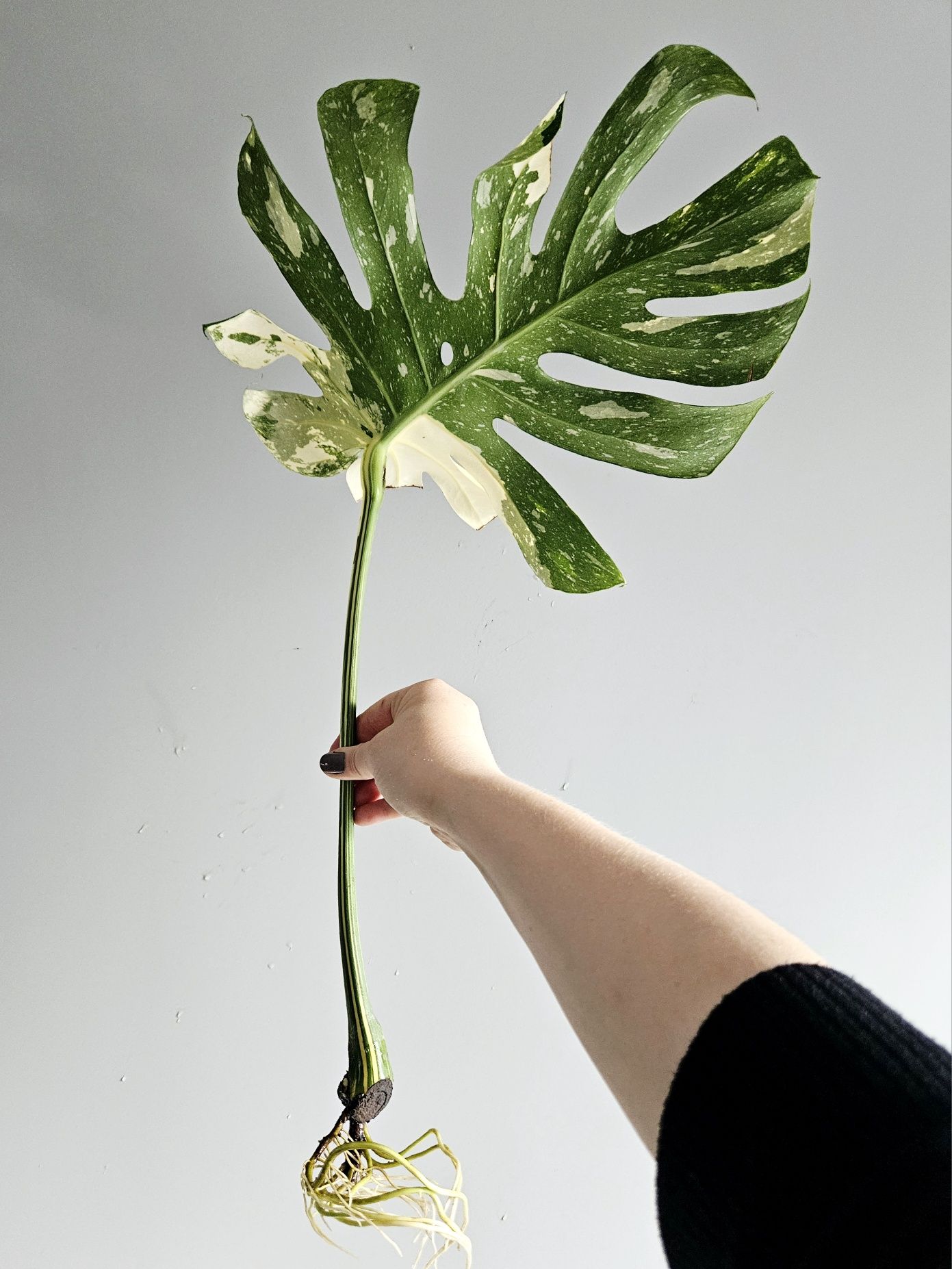 Wielka pędówka monstera Thai Constellation mocno nakrapiana ukorzenion