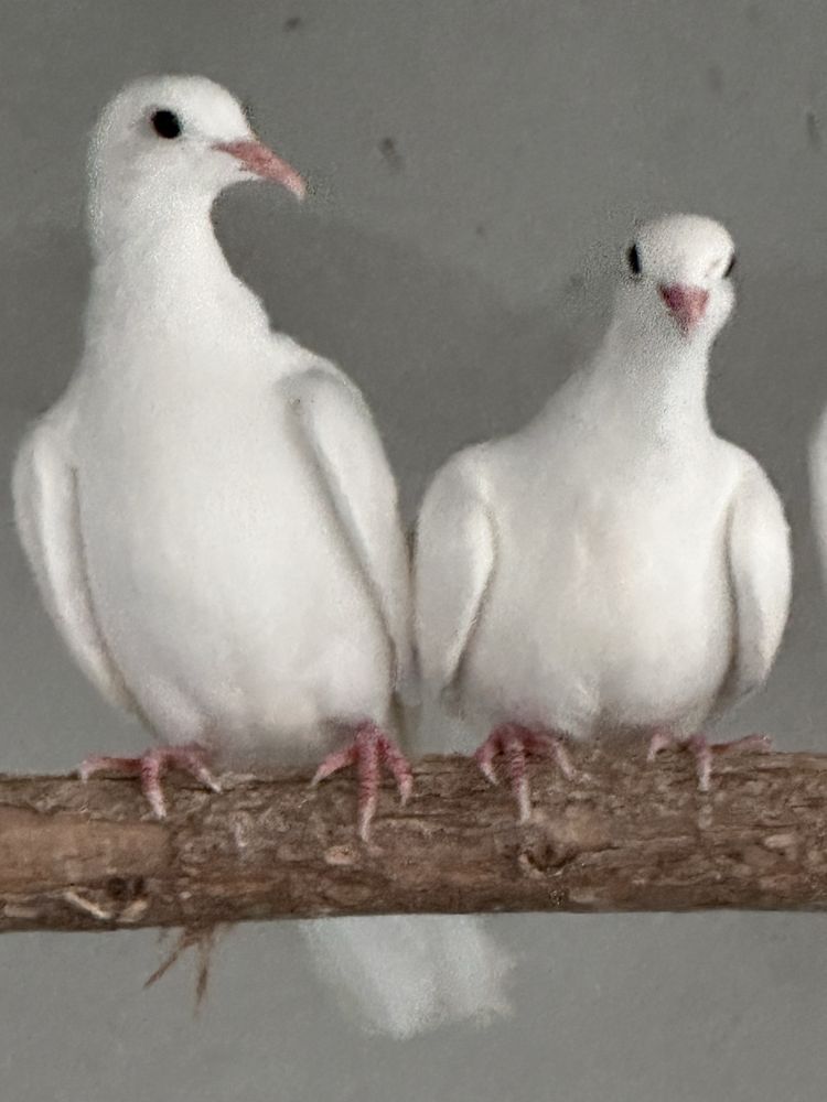 Rolas brancas casal ou individual
