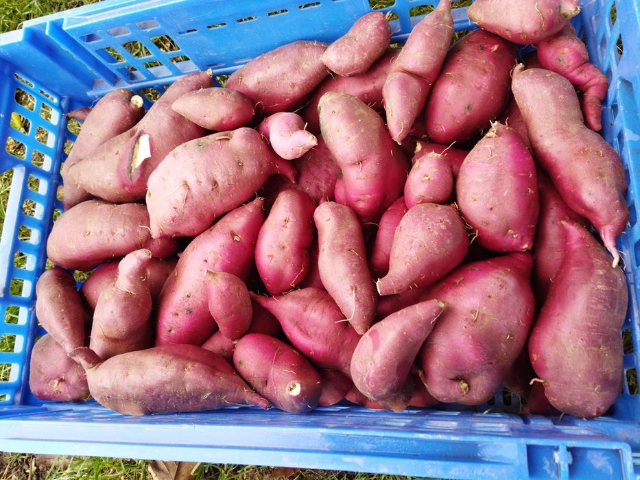 Batatas Doces Biológicas brancas 1 euro o quilo Quilo