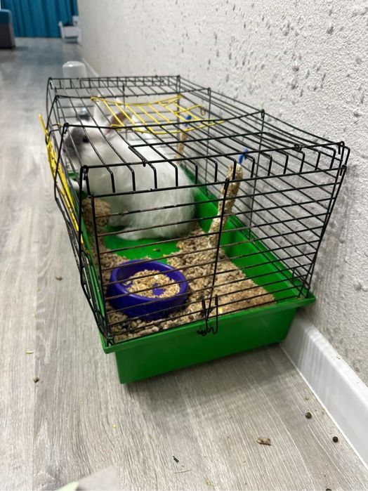 Продам декоративного кролика