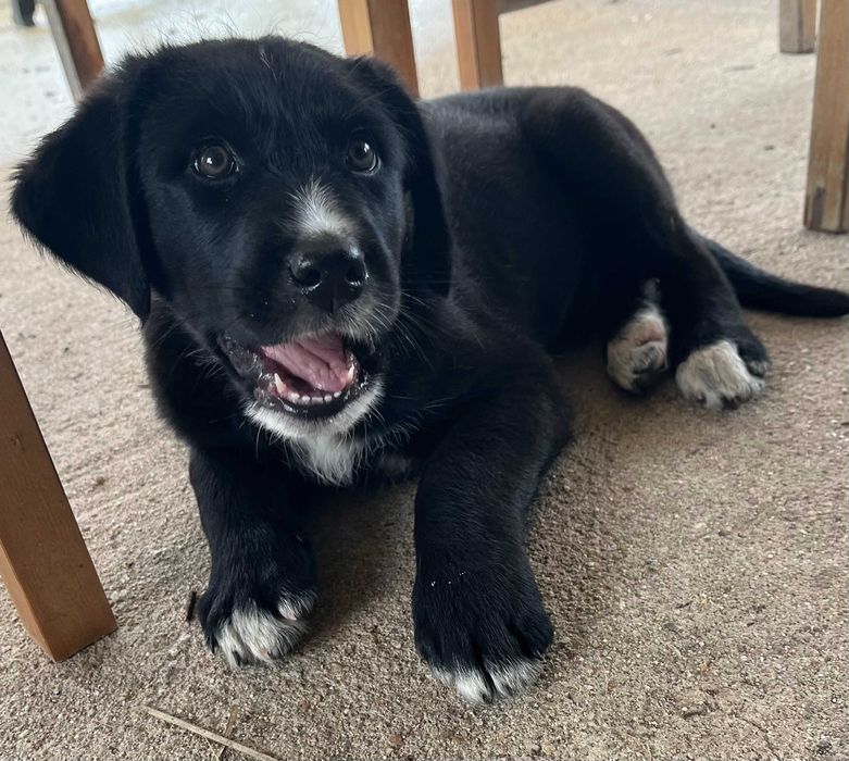 Lindos cachorrinhos mestiços (Serra da Estrela) Raça Rrande
