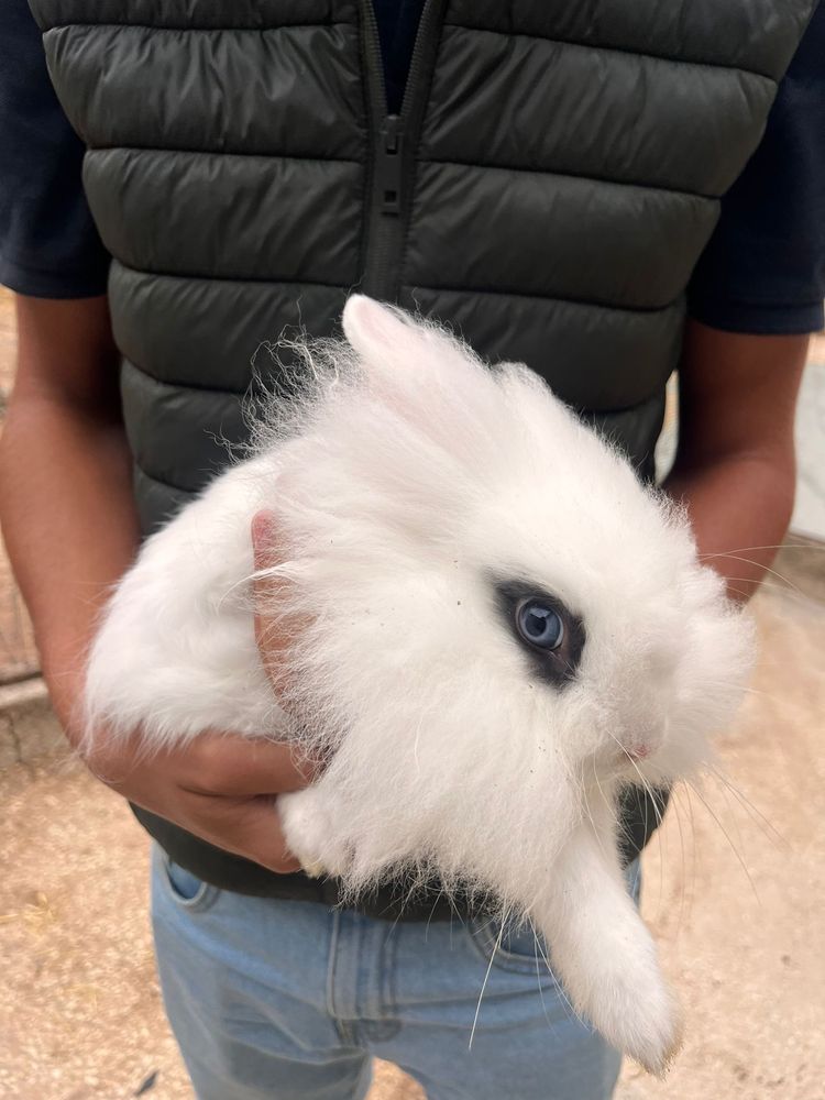 Coelhos anoes para venda