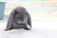 Karzełek Baran Niebieski, mini lop . Baranek niebieski rodowód