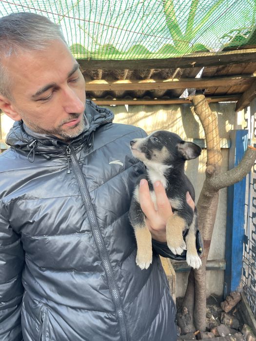 Щенок мальчик в добрые  руки