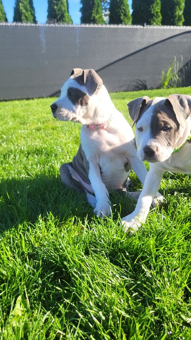 American Staffordshire Terrier szczeniaki  FCI