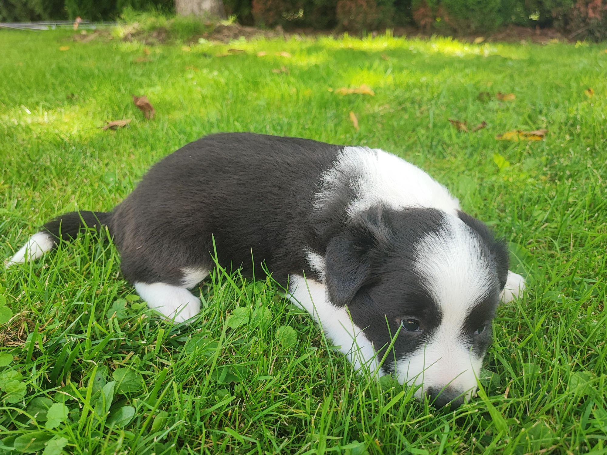 Border Collie czarno-biały szczeniak – klasyczne umaszczenie, metryka