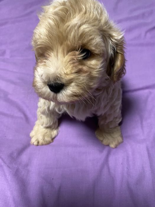 Девочка мальтипу