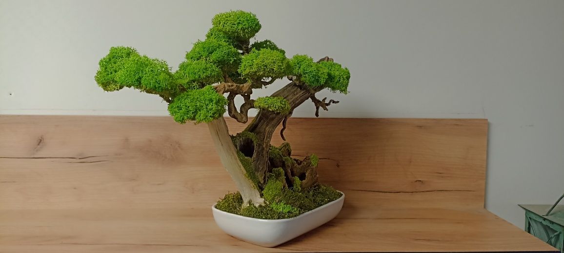 Drzewko BONSAI duże  mech chrobotek