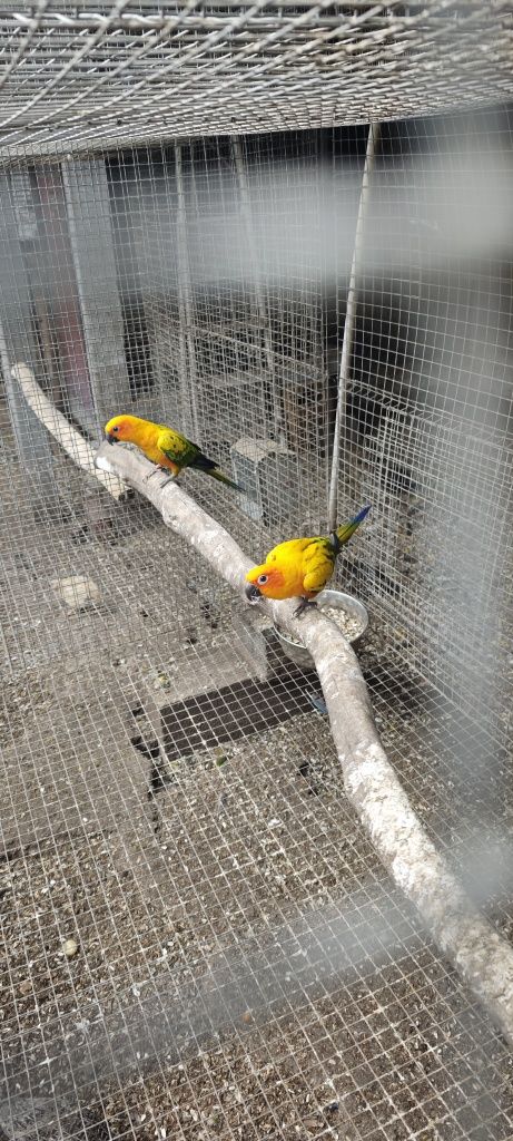 Casal de Aratingas sol 2024