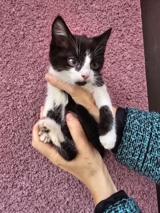 Кошенятко- хлопчик в добрі руки