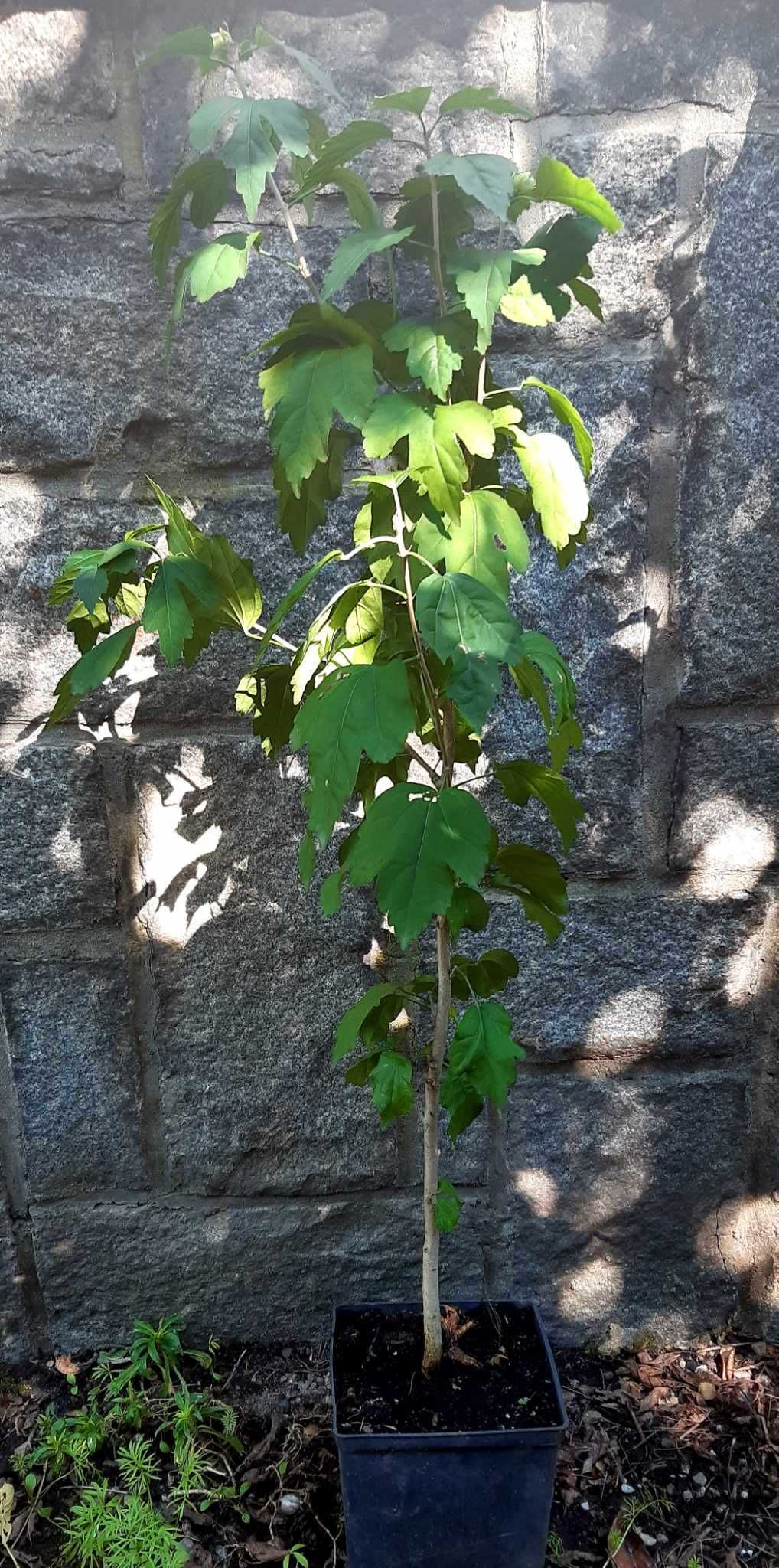 Ketmia syryjska, hibiskus ok. 1m