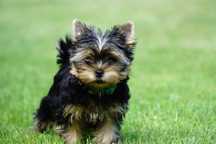 Yorkshire terrier ZKwP chłopiec