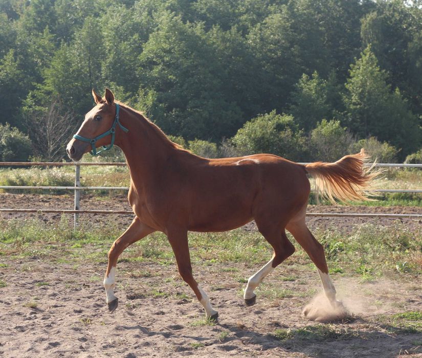 *** Ogierek wielkopolski ***