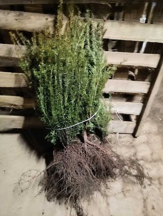 Cis pospolity 60 cm - 75 cm