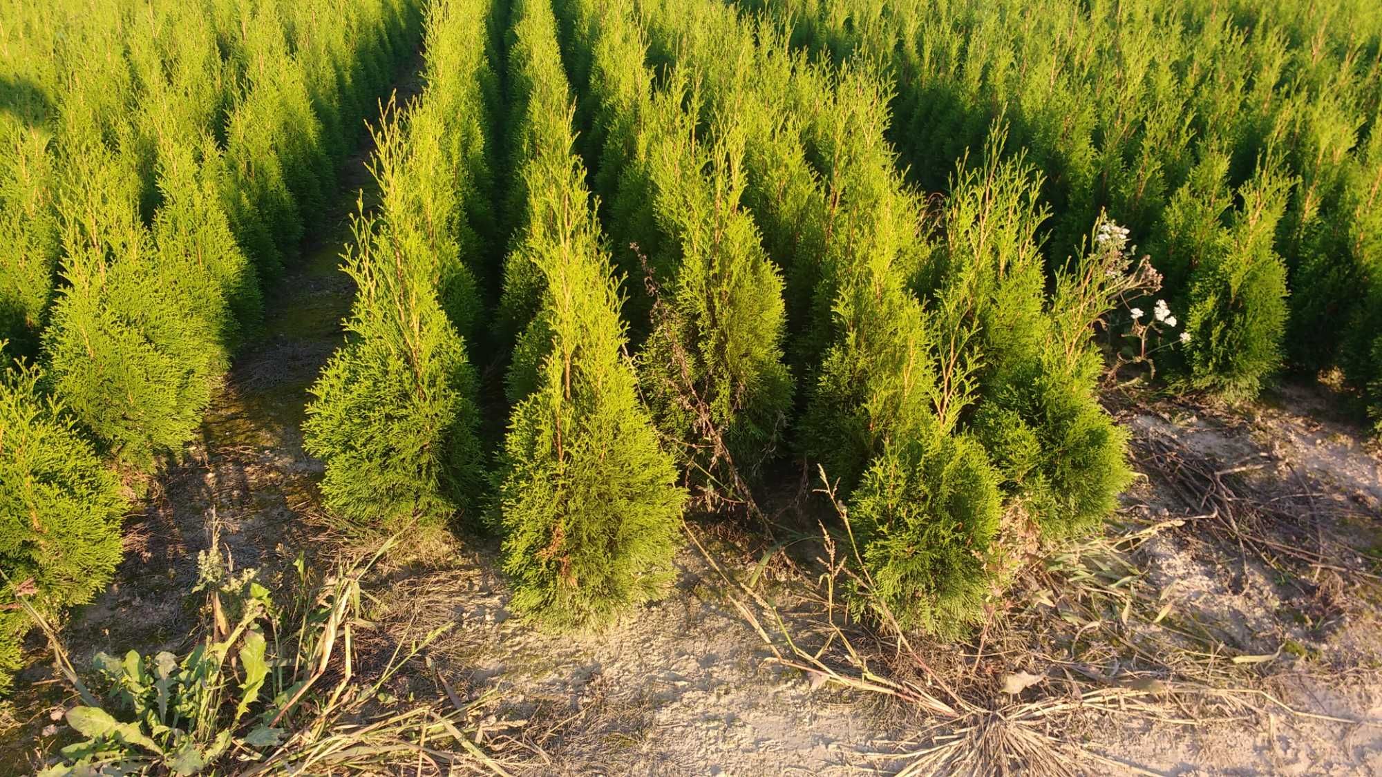 Tuje szmaragd brabant w doniczkach