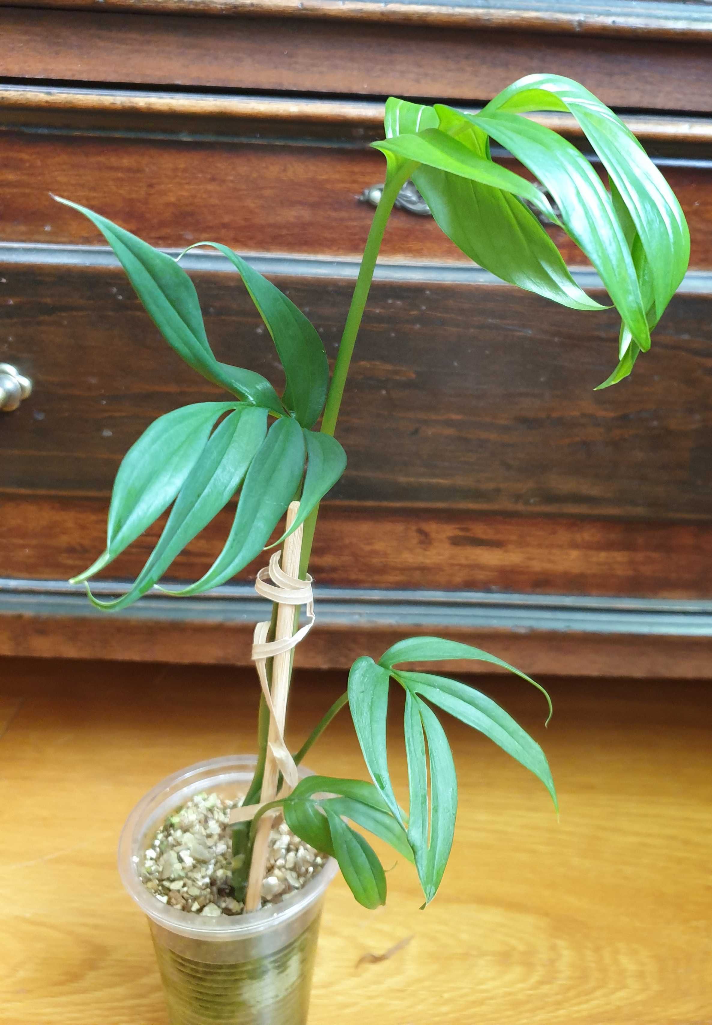 Monstera Subpinnata